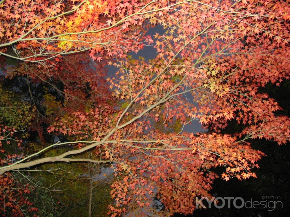 紅葉の下鴨神社