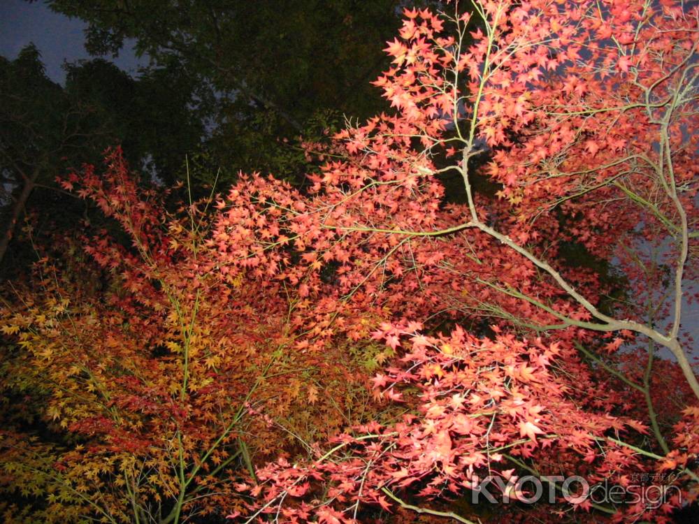 下鴨神社の紅葉