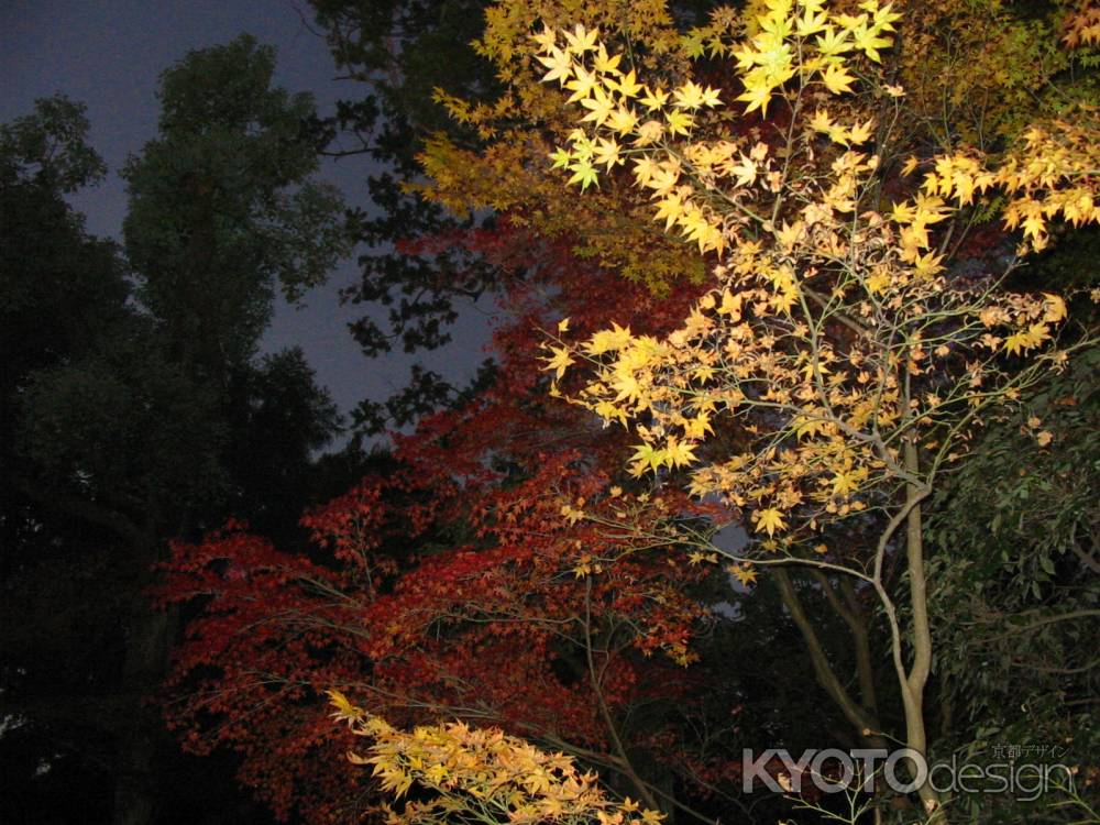 下鴨神社の紅葉