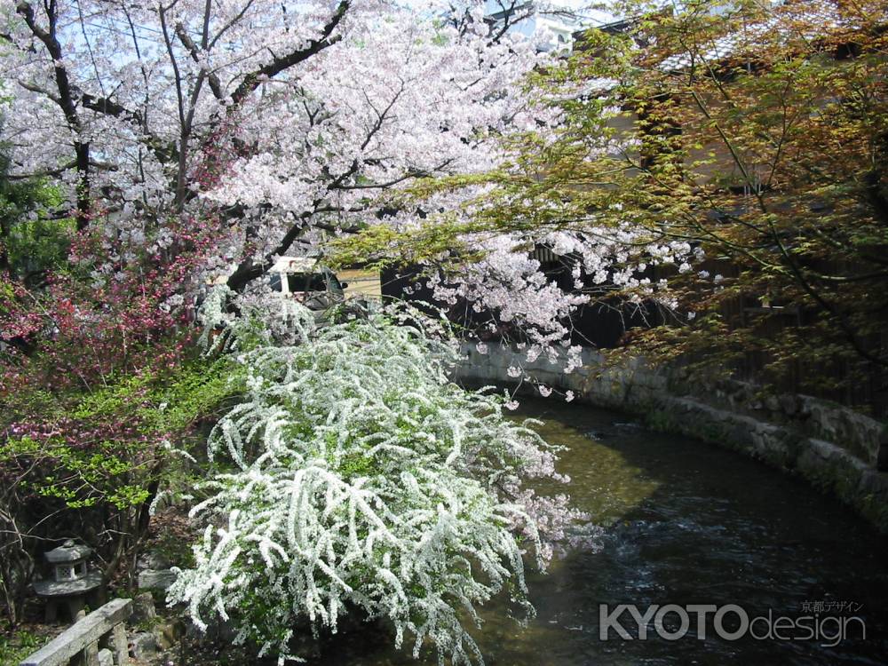 桜の祇園白川