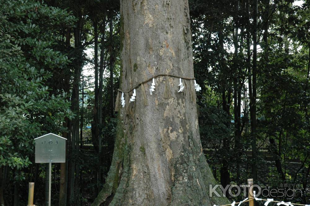 宇治上神社の御神木