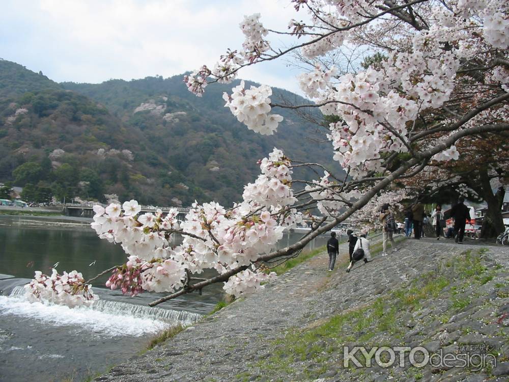 嵐山　川沿いの桜