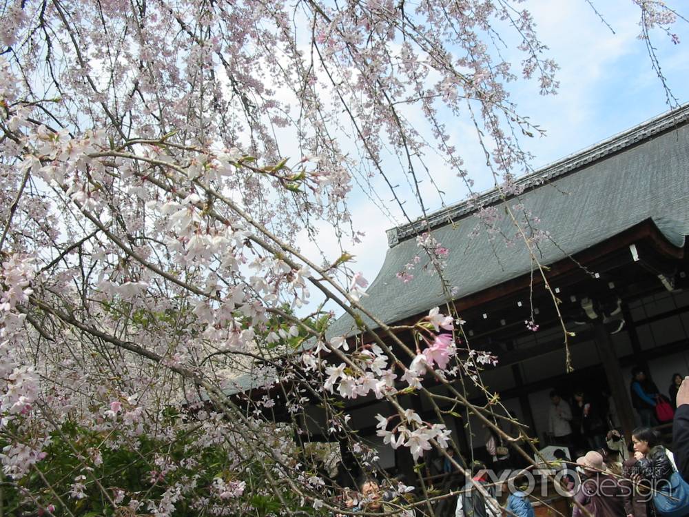 満開の桜と天龍寺多宝殿