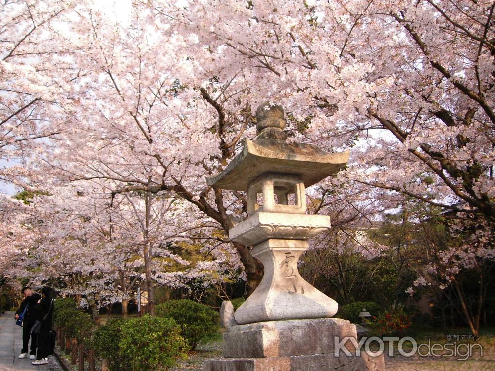 清水寺の桜