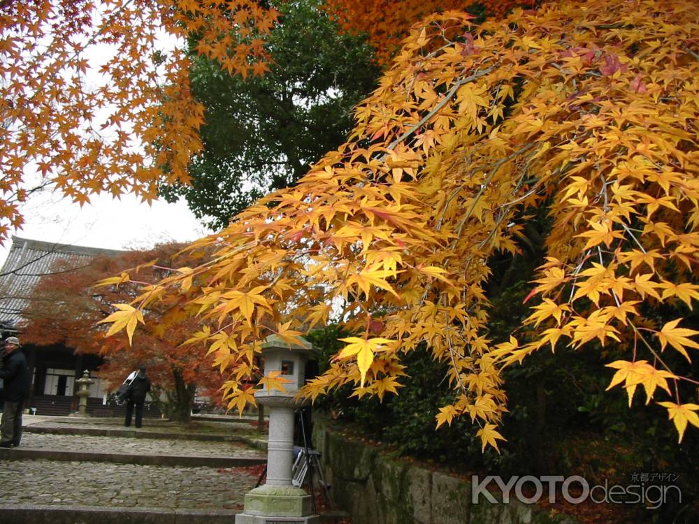 高台寺のもみじ