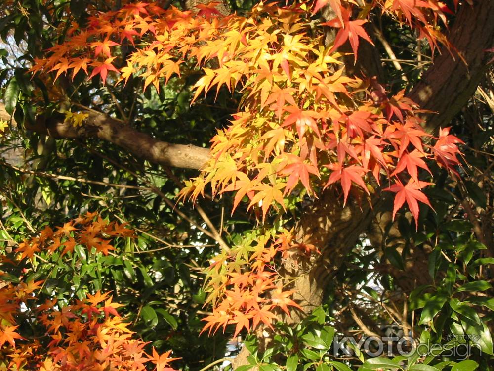 高台寺の紅葉