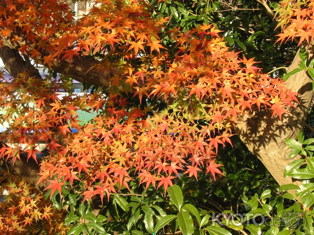 高台寺の紅葉