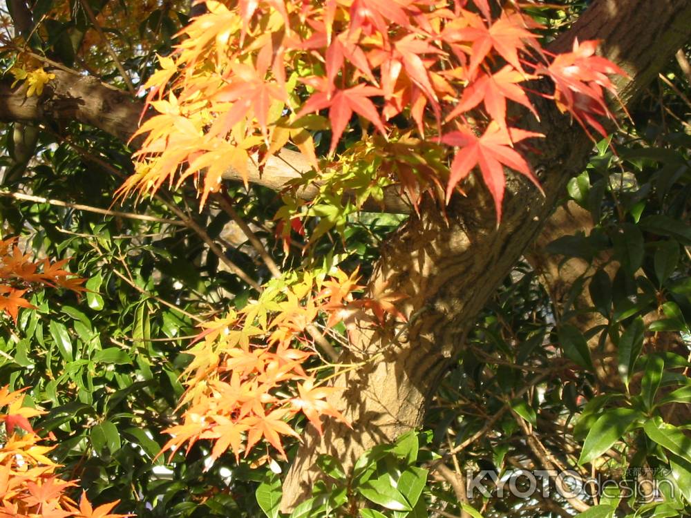 高台寺の紅葉