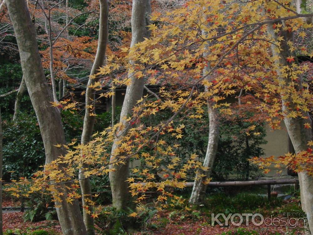 高台寺の紅葉