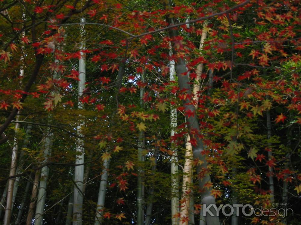 高台寺の紅葉