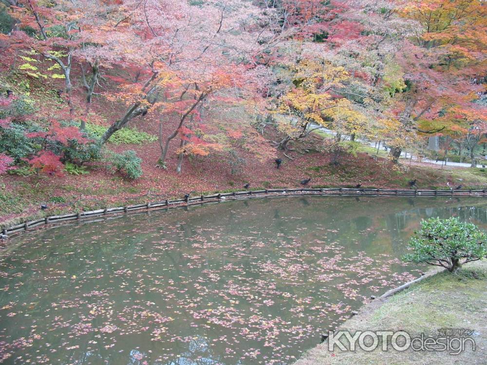 高台寺の紅葉