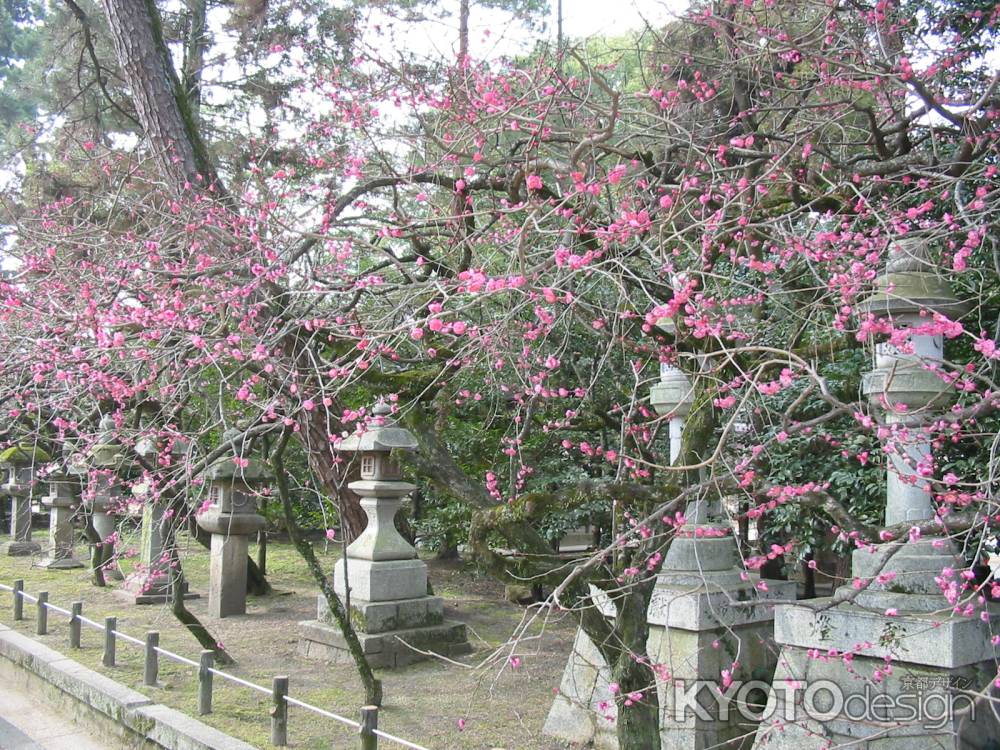 北野天満宮の梅