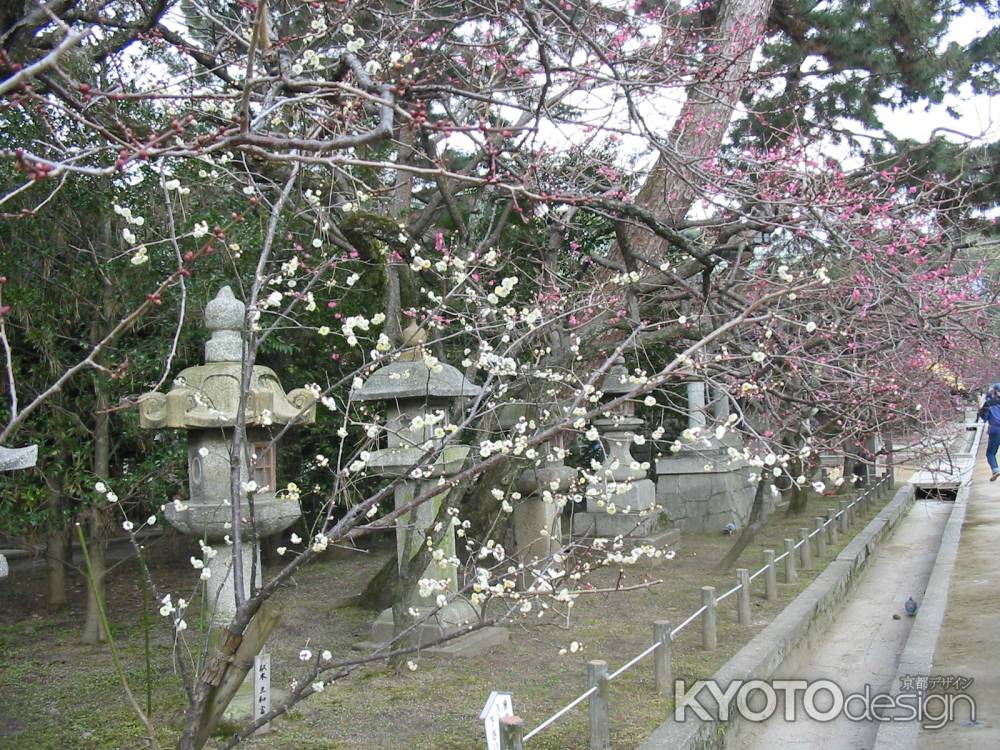 北野天満宮の白梅と紅梅