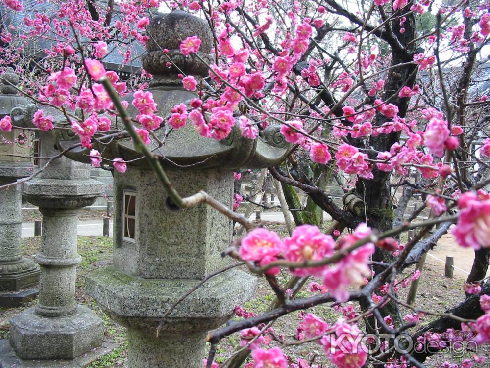 北野天満宮の紅梅と石灯篭