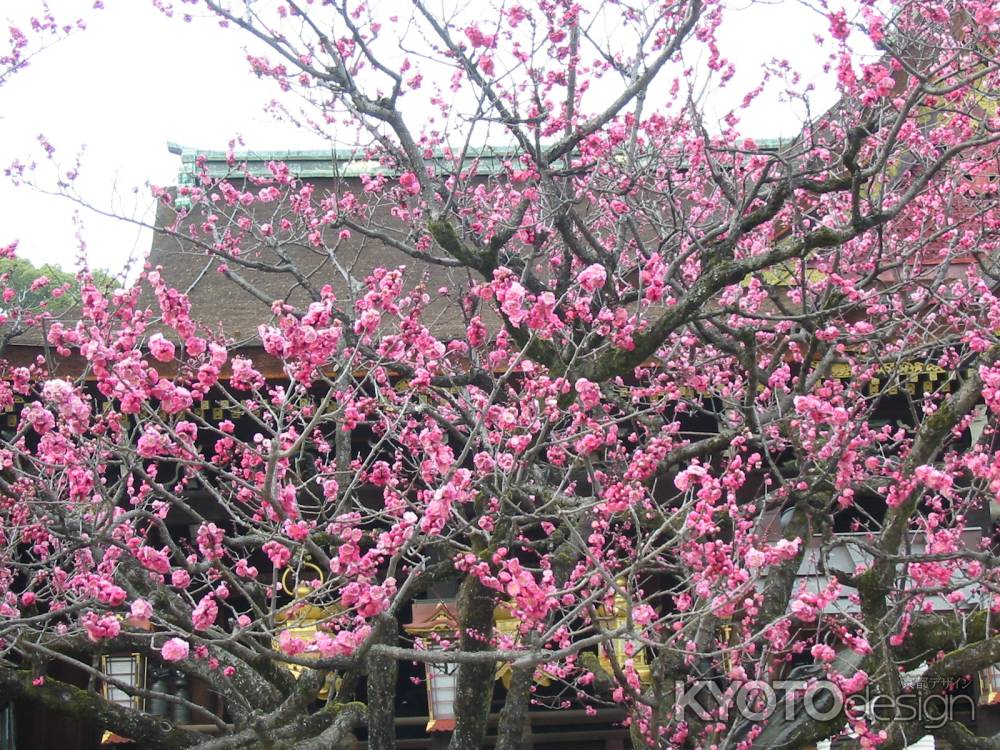 北野天満宮の紅梅