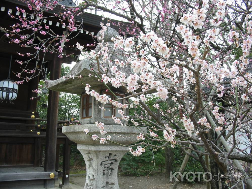 北野天満宮の白梅