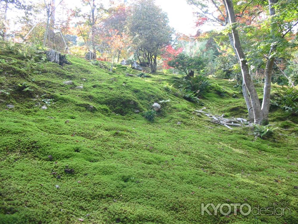 天龍寺の苔