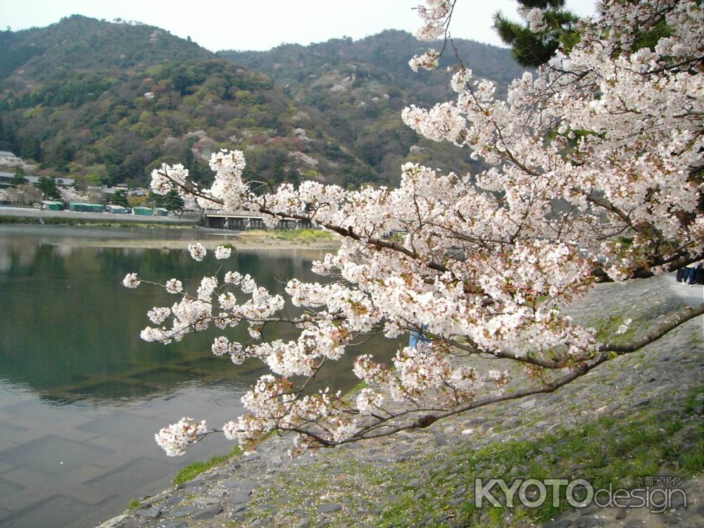 桜と嵐山