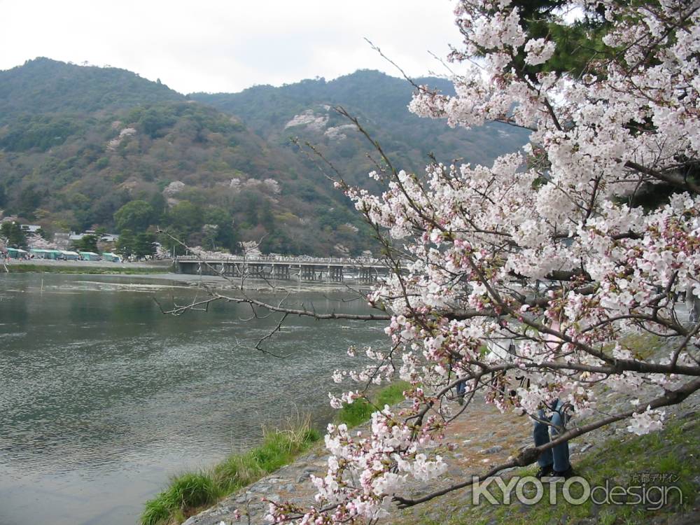 桜と渡月橋