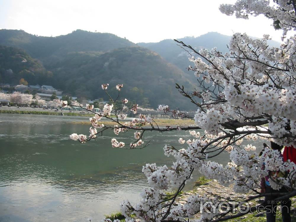 桜と嵐山