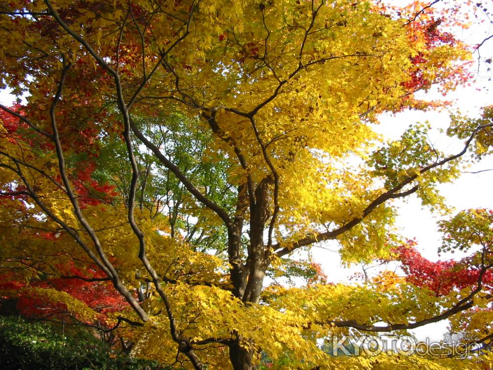 善峯寺の紅葉