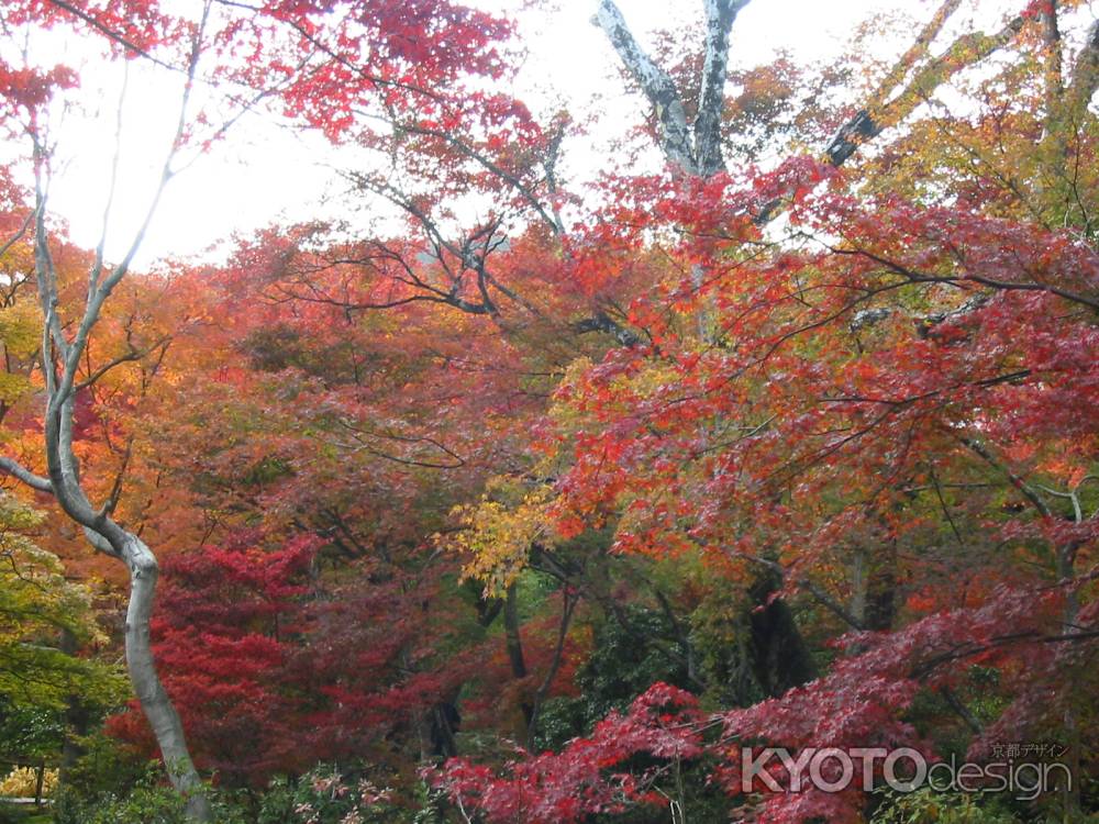 大覚寺の紅葉