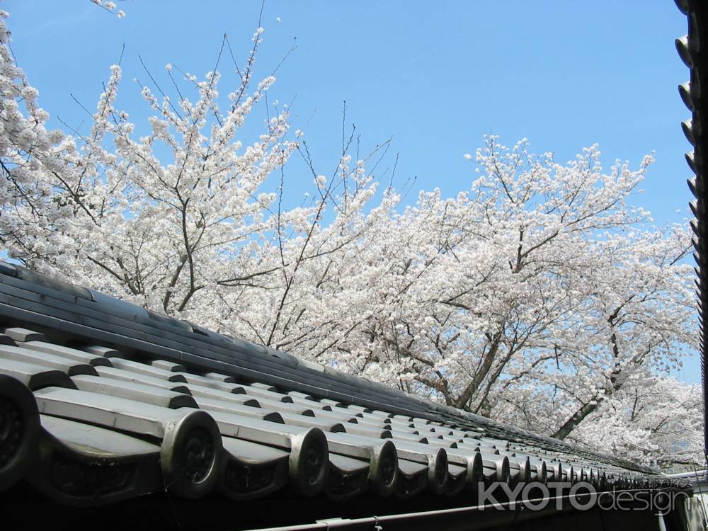 桜と青空