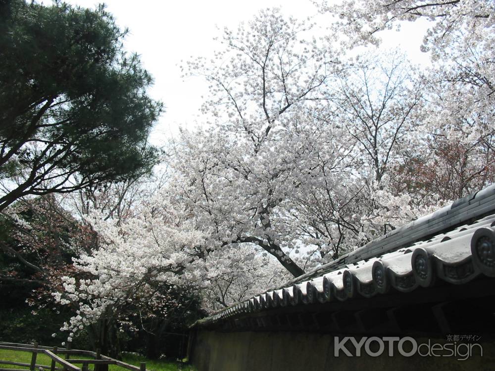 塀をのりこえる桜