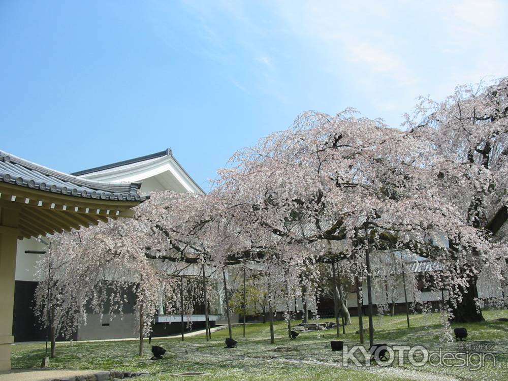 醍醐寺霊宝館のしだれ桜