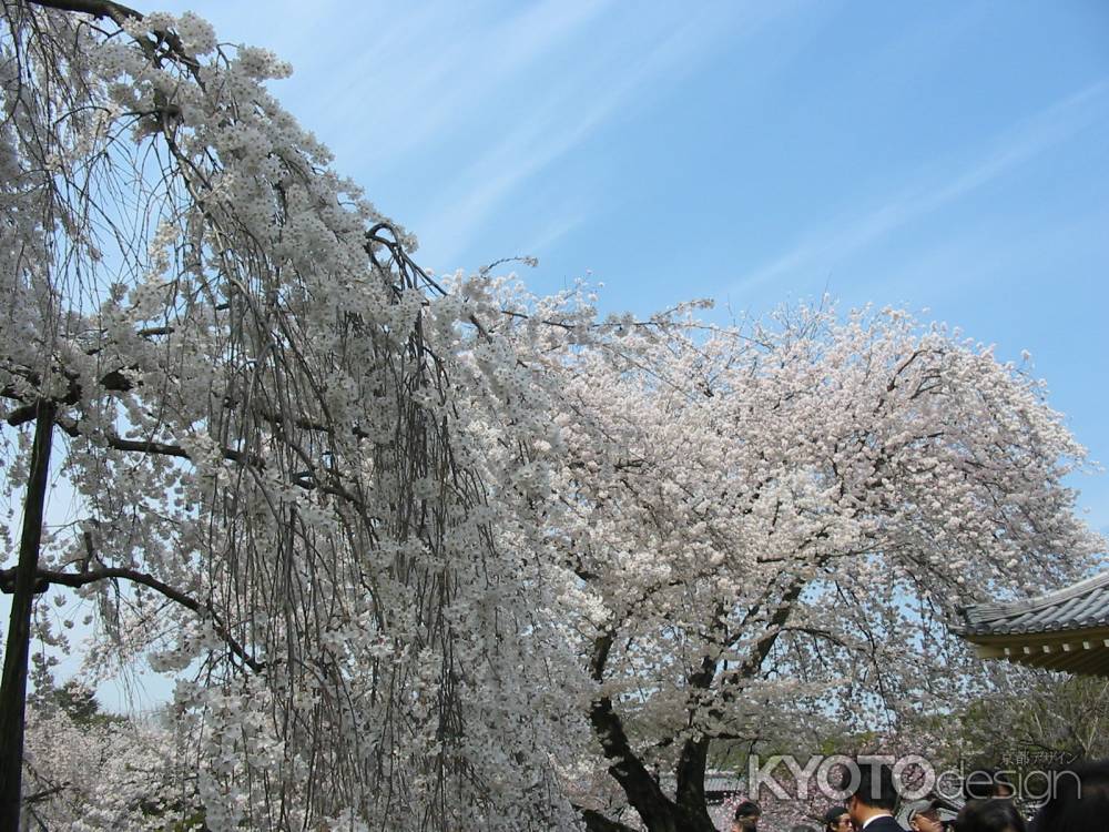 醍醐寺の桜