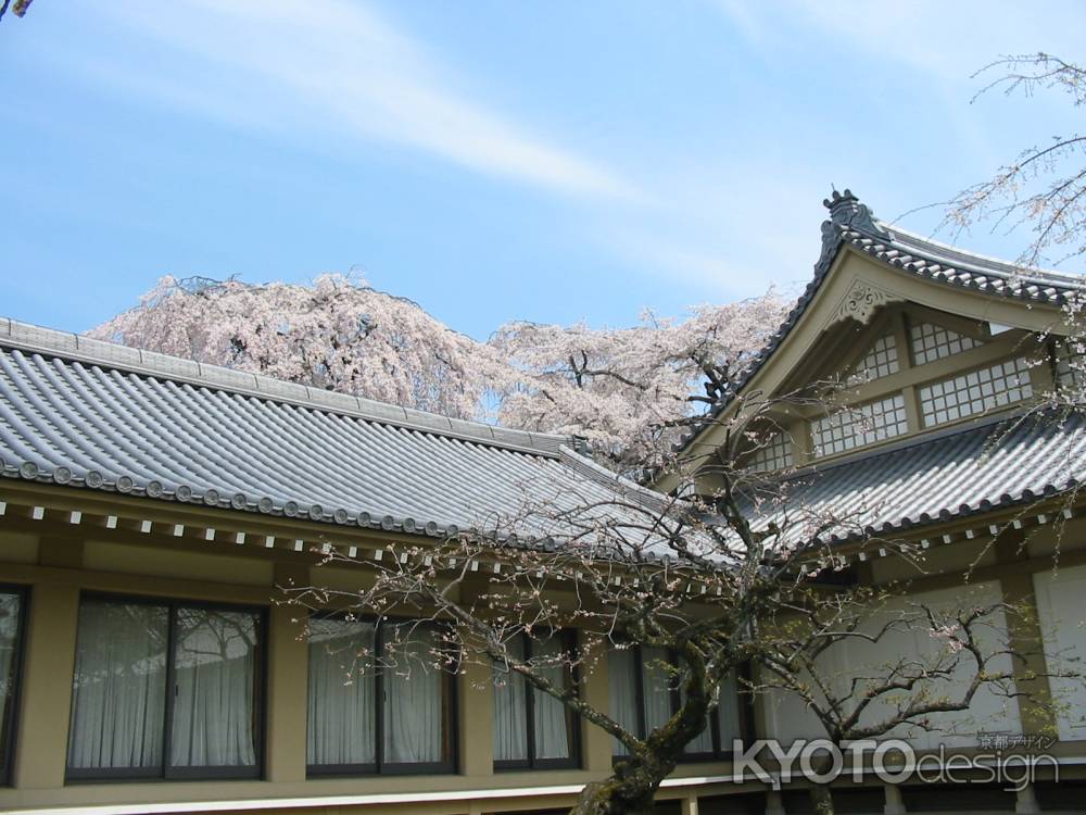 霊宝館と桜