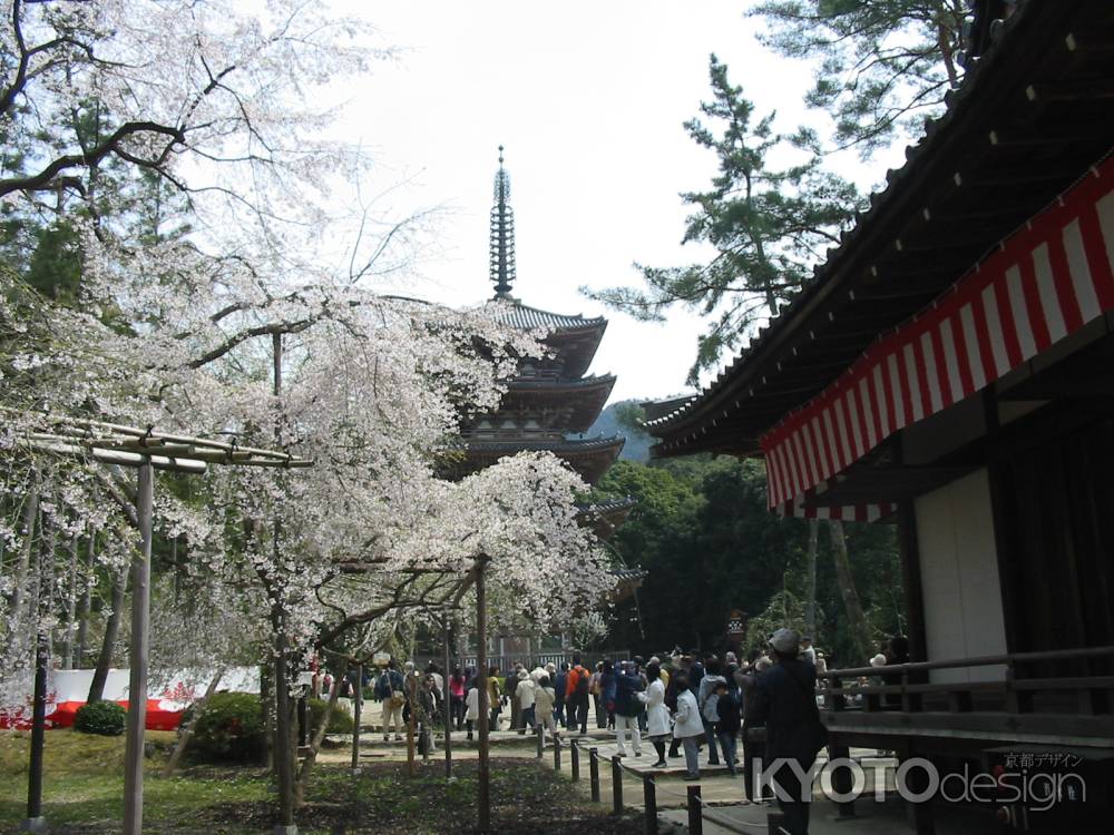 醍醐寺五重塔と桜