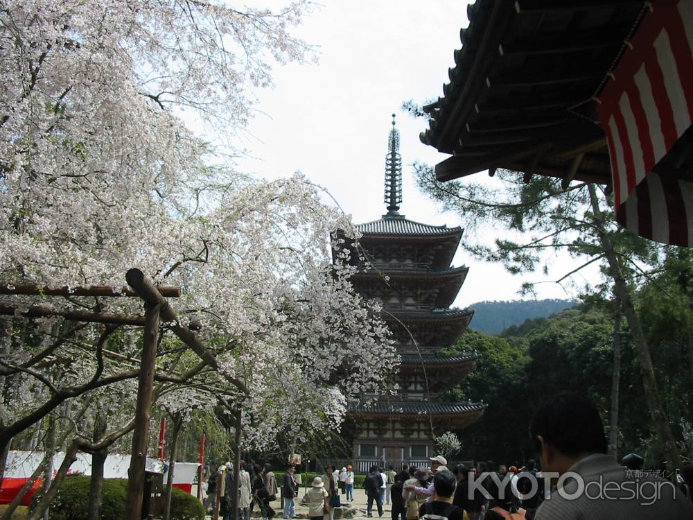 しだれ桜と醍醐寺五重塔