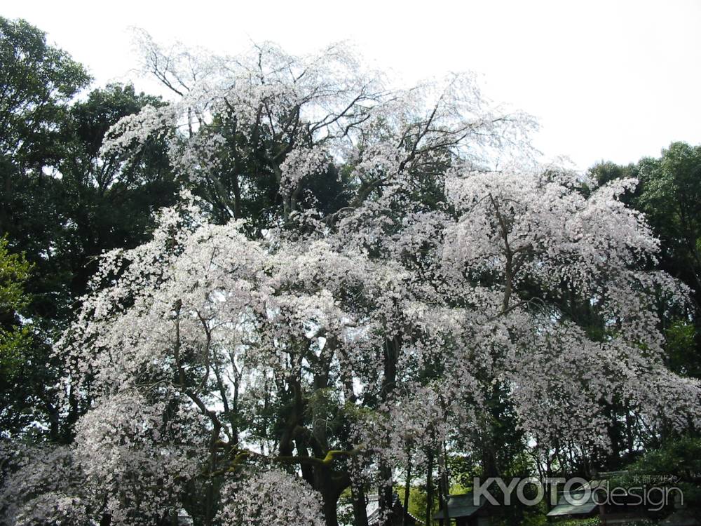 醍醐寺の枝垂桜