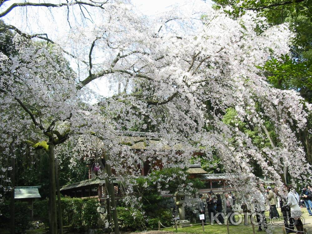 醍醐寺の枝垂桜