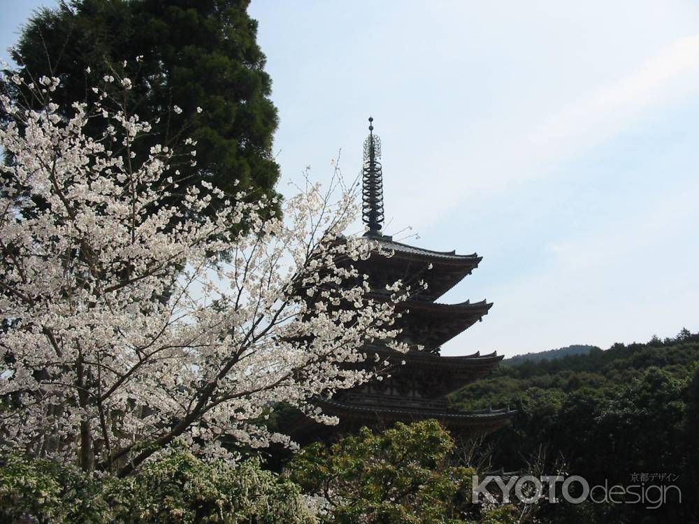 醍醐寺五重塔と桜