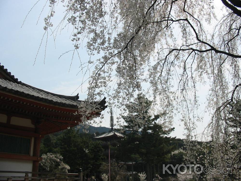 醍醐寺の枝垂桜