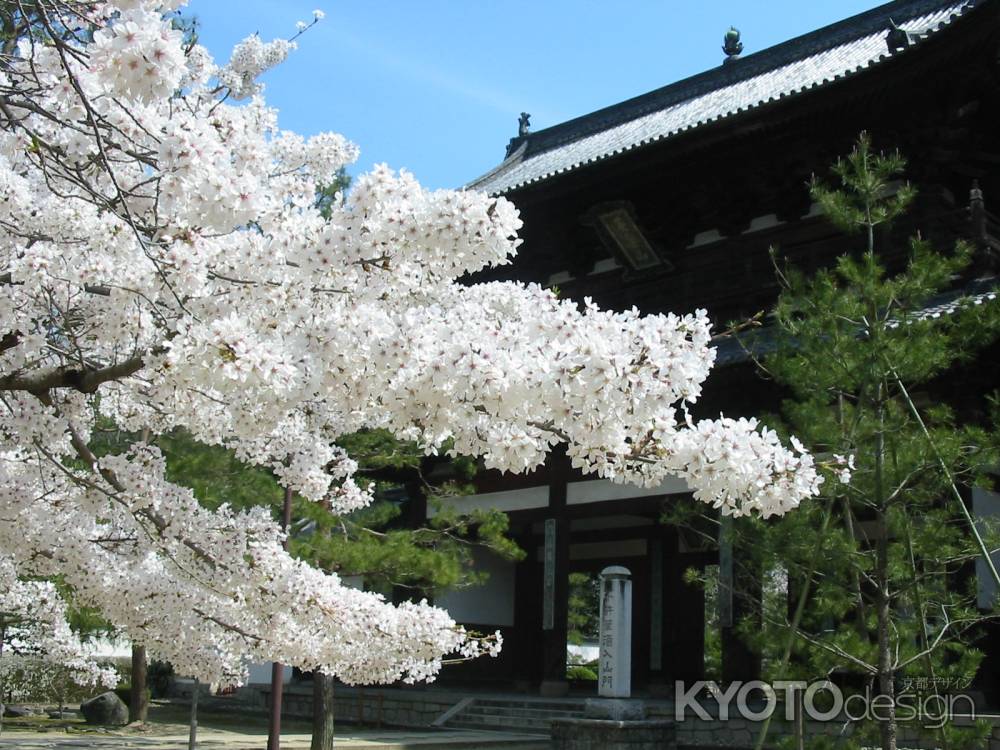 春の萬福寺三門