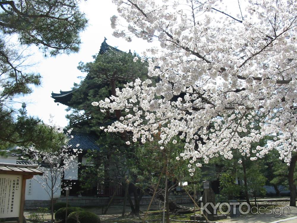 萬福寺の桜