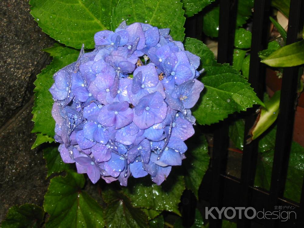 雨に濡れる紫陽花