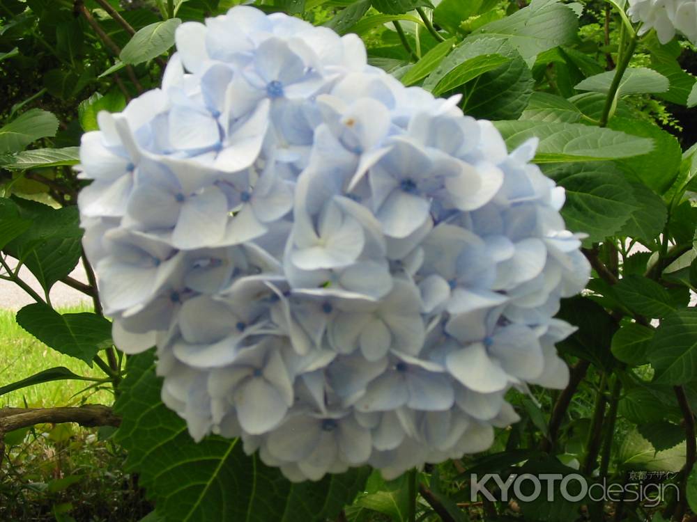 淡い色の紫陽花