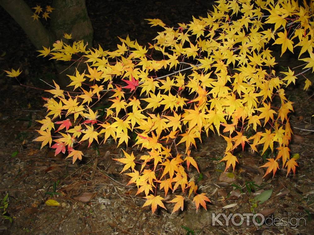 紅葉と土