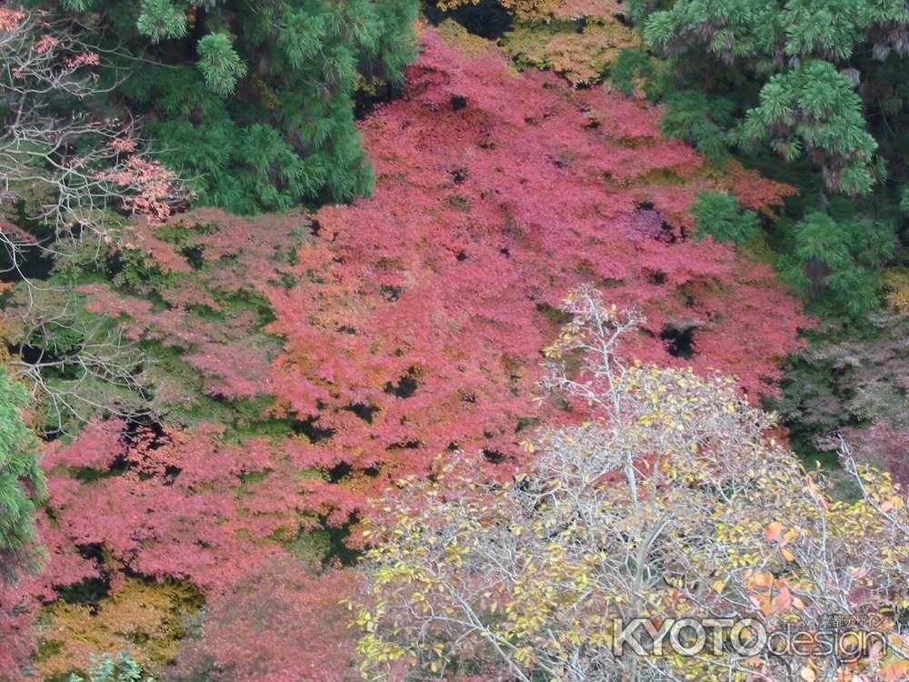 終わりかけの紅葉