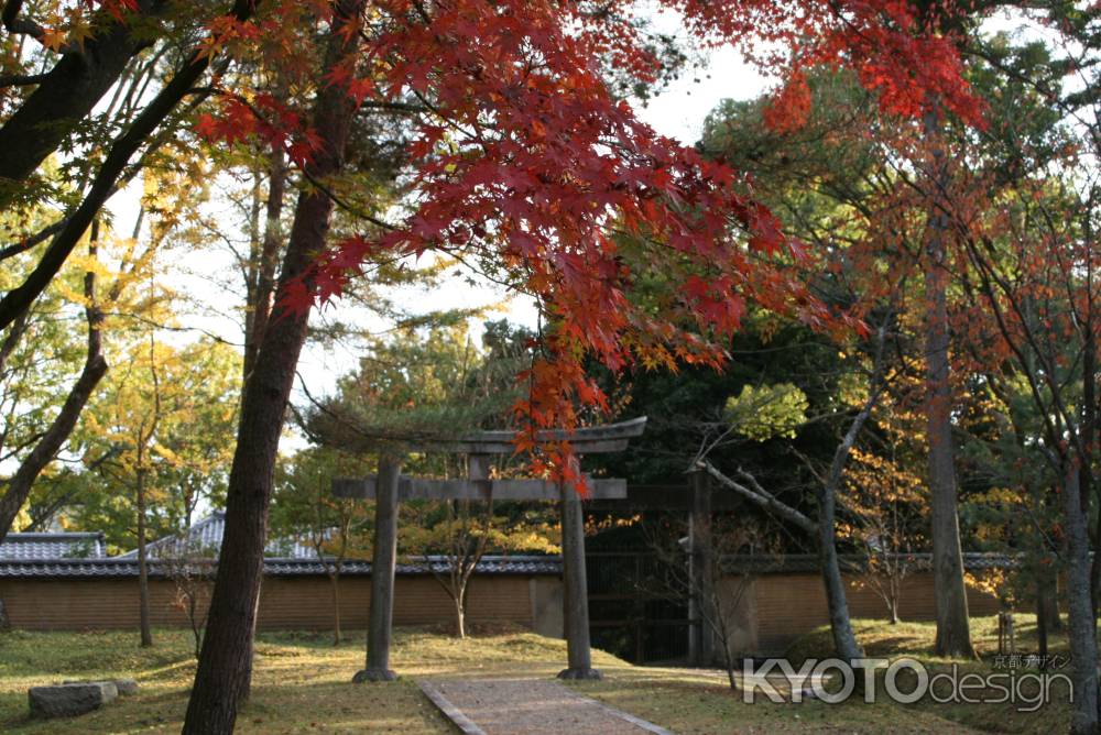 仁和寺の鳥居と紅葉