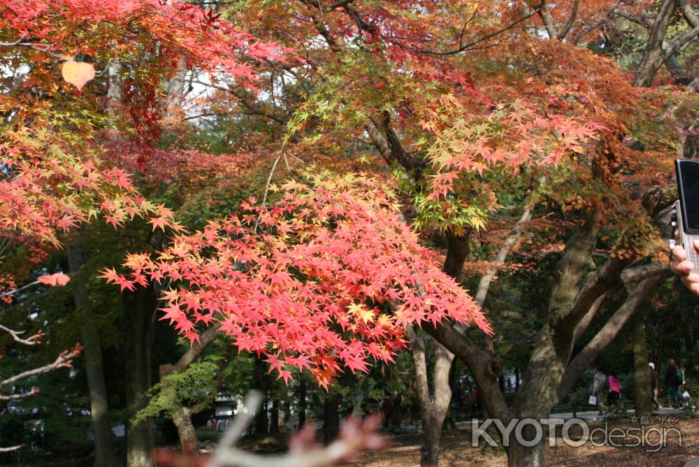 鮮やかに染まった仁和寺の紅葉