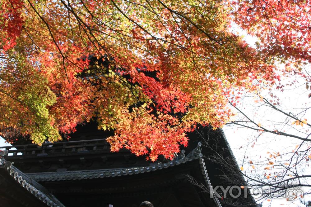 仁和寺の二王門と紅葉