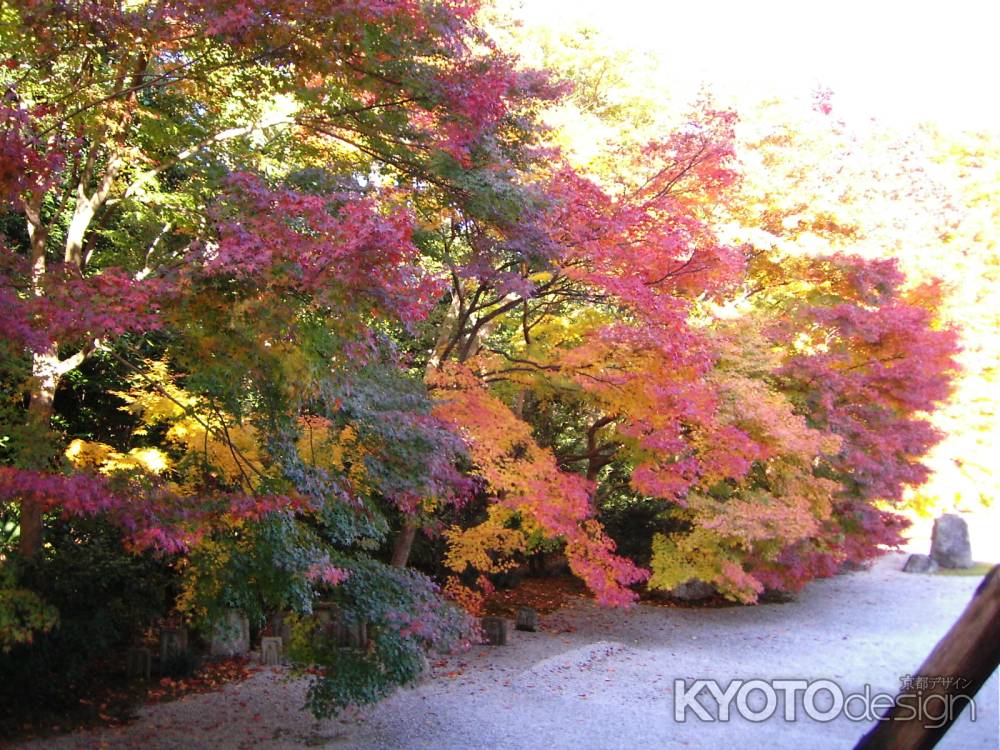 枯山水と紅葉（実相院）