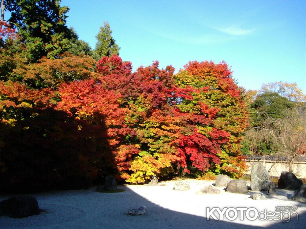 紅葉の実相院庭園