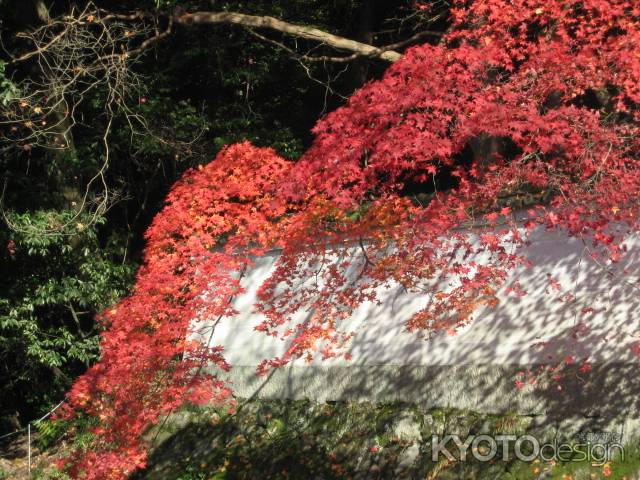 哲学の道の紅葉