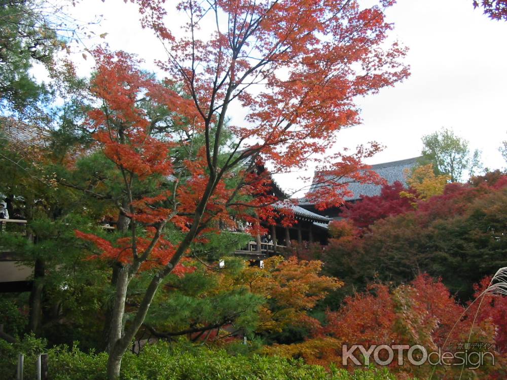 東福寺 秋の通天橋